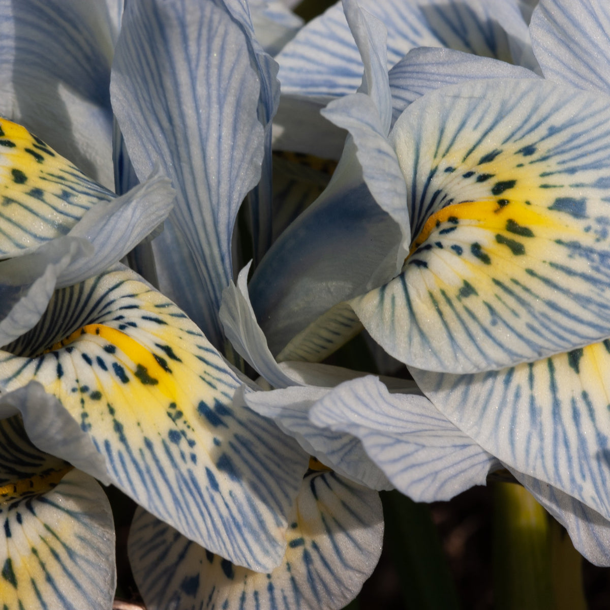 Iris reticulé Katherine Hodgkin - Iris reticulata katharina hodgkin - Bulbes à fleurs