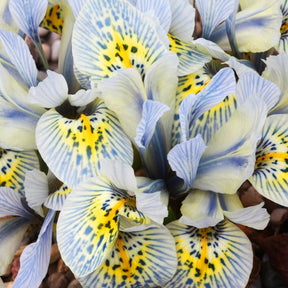 Iris reticulé Katherine Hodgkin - Iris reticulata katharina hodgkin - Iris