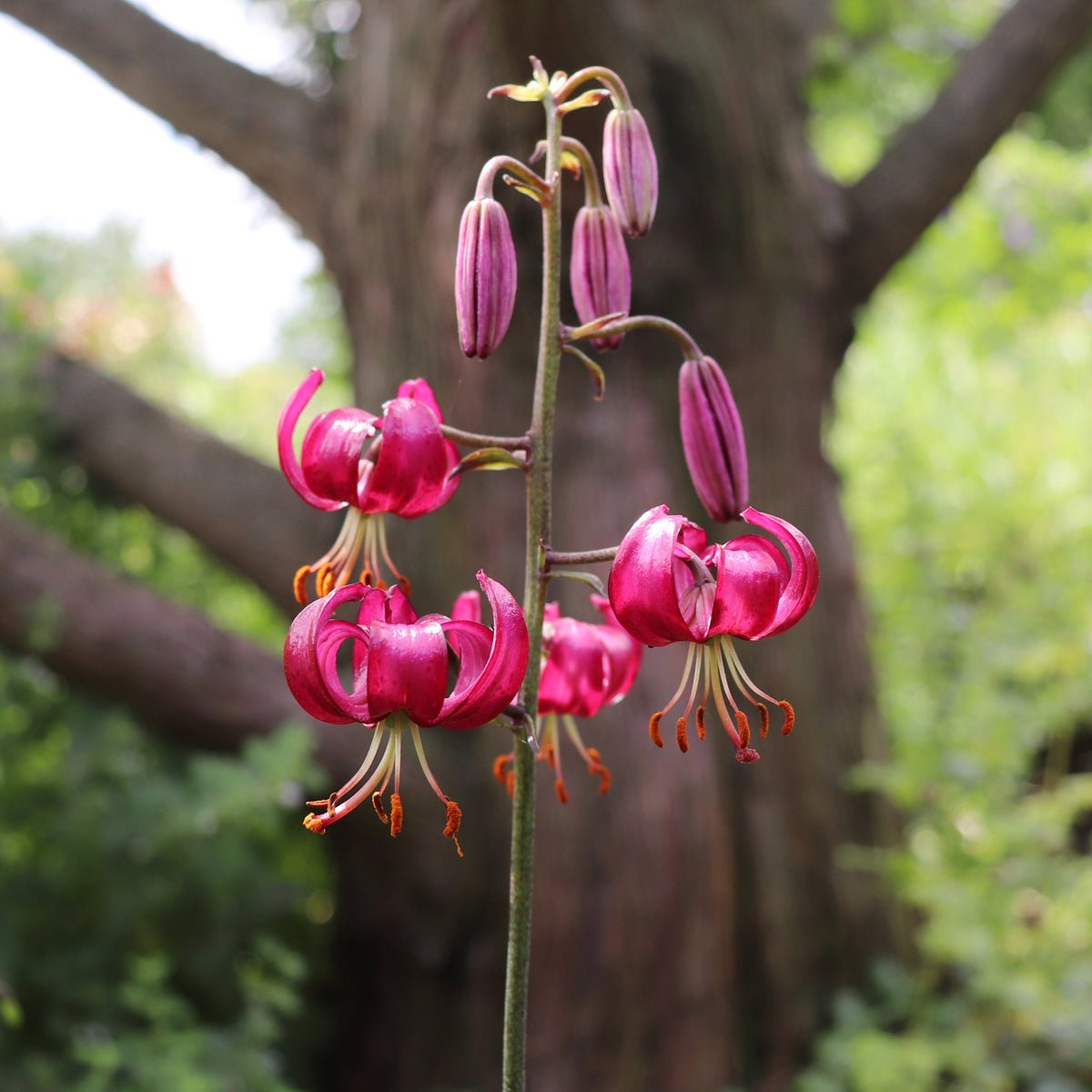 Lis martagon Claude Shride - Willemse