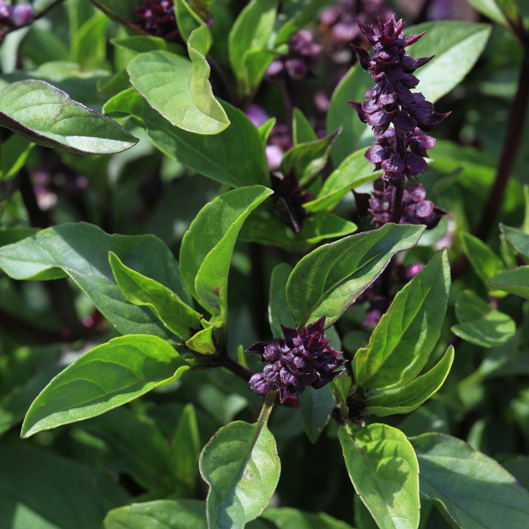 Plant de Basilic Thaï - Willemse
