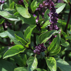 Plant de Basilic Thaï - Willemse