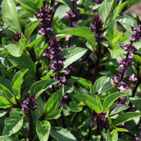 Ocimum basilicum var. thyrsiflora - Plant de Basilic Thaï - Plants d'aromatiques