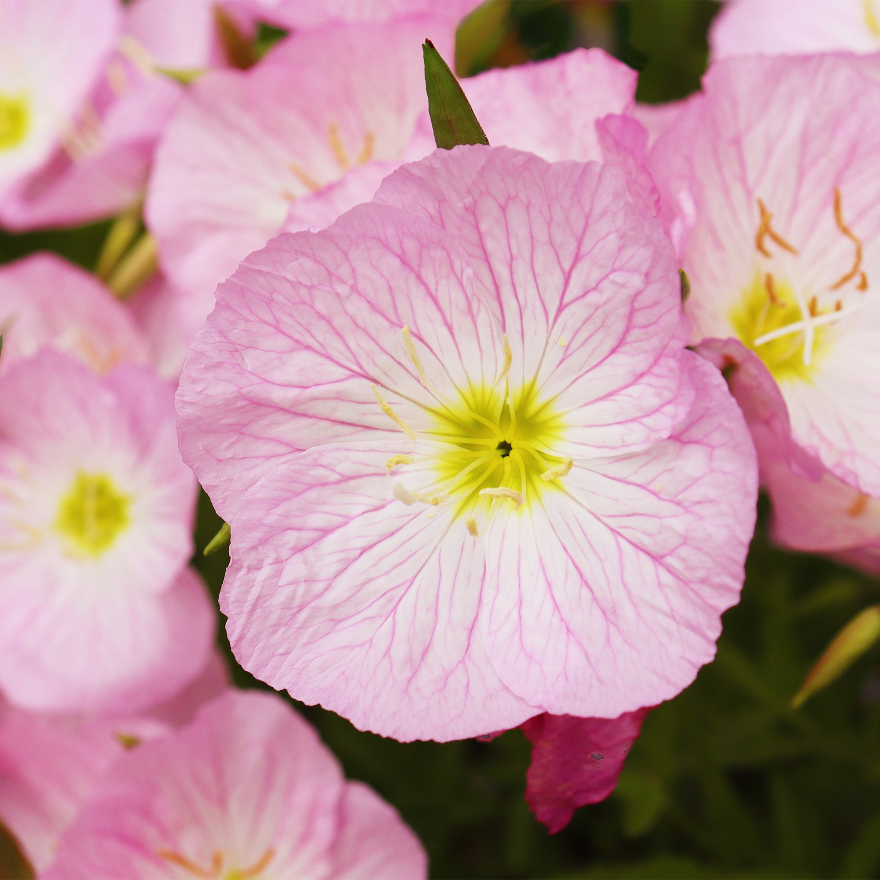 Oenanthe - Œnothère - 2 Oenothères roses Siskiyou Pink - Oenothera speciosa Siskiyou Pink