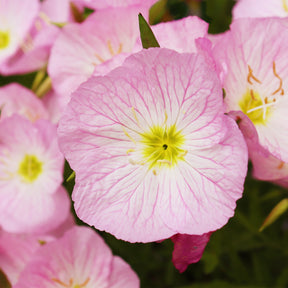 Oenanthe - Œnothère - 2 Oenothères roses Siskiyou Pink - Oenothera speciosa Siskiyou Pink