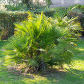 Palmier de jardin - Willemse