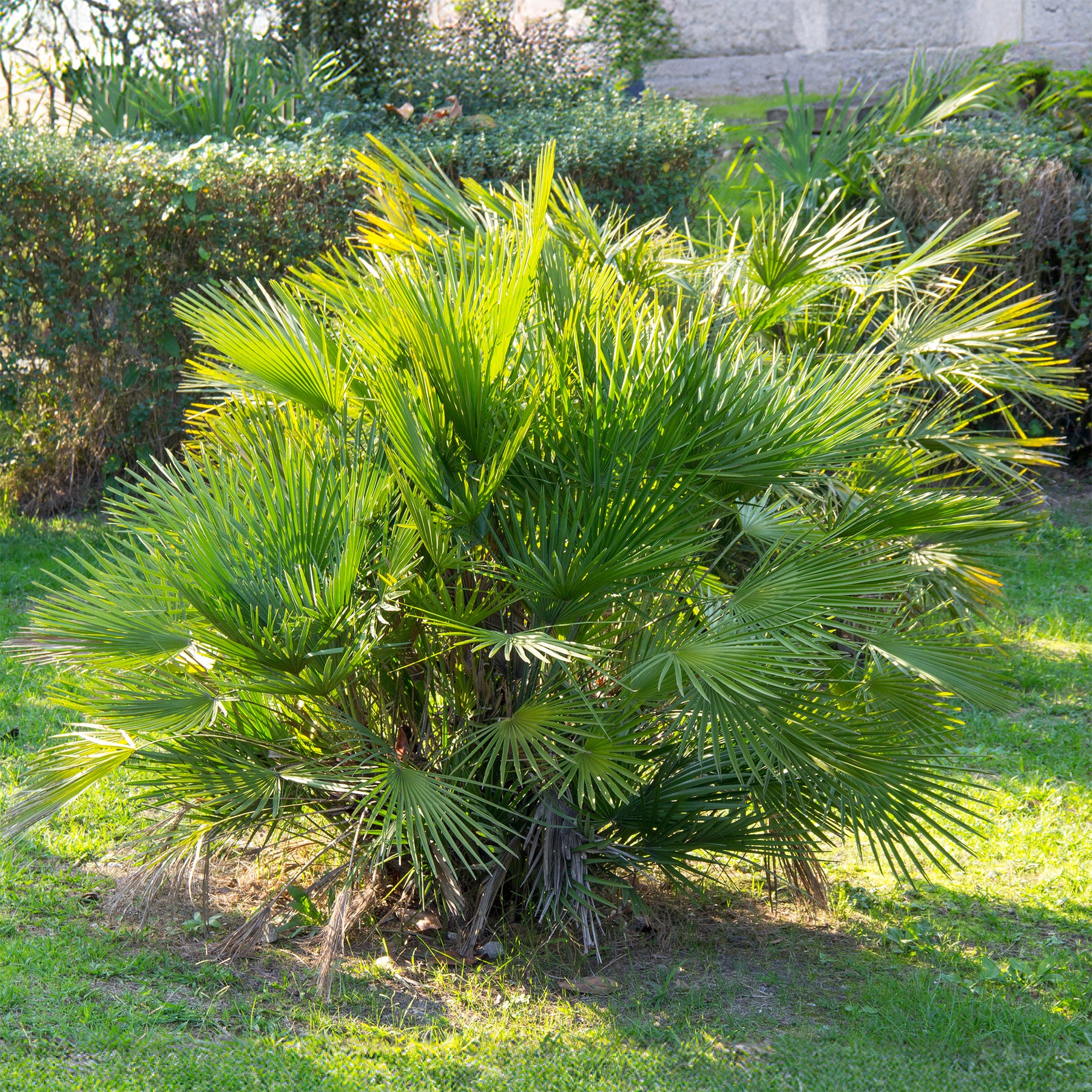 Palmier de jardin - Willemse