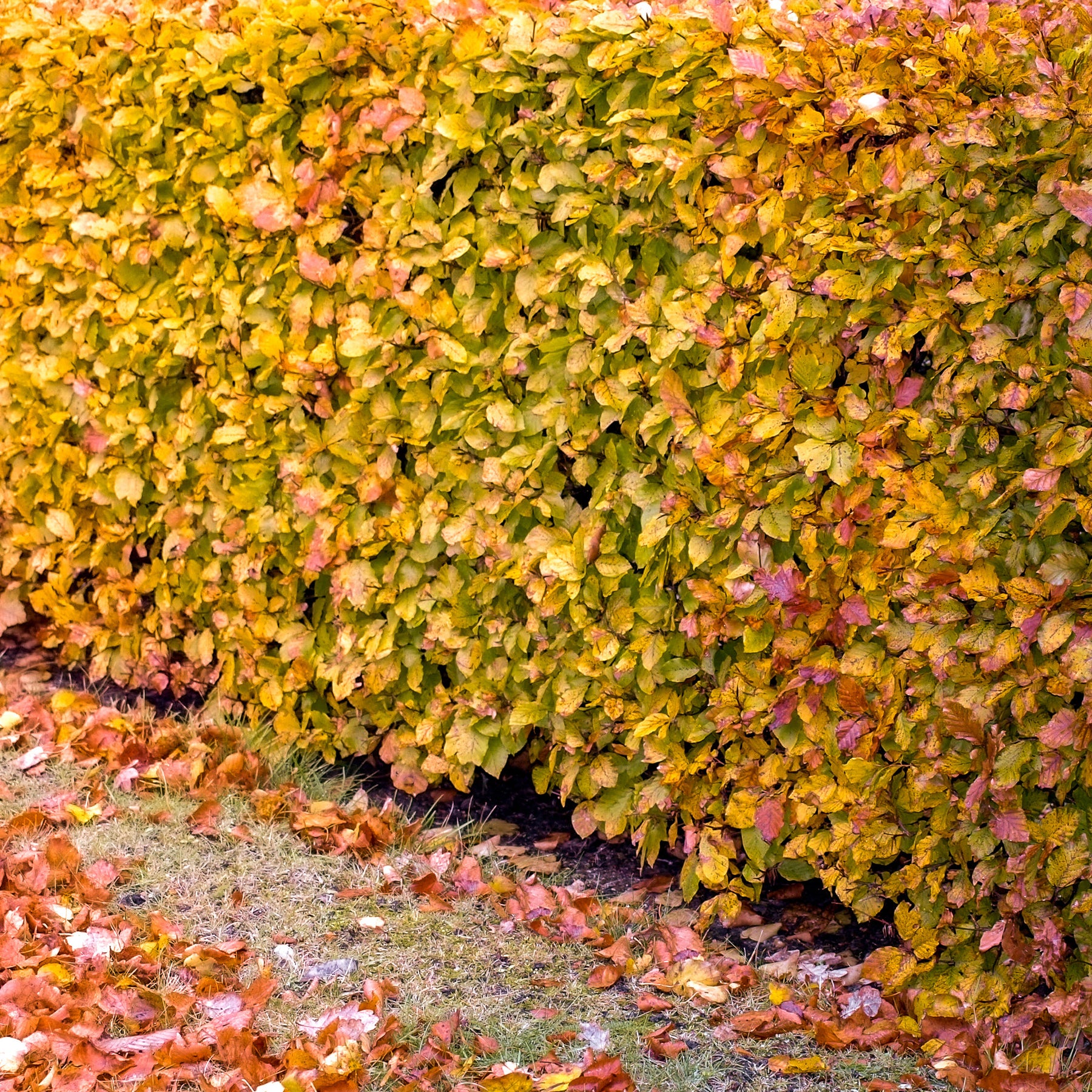Fagus sylvatica - Hêtre commun - Hêtre