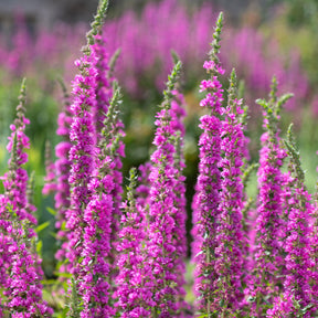 Vente Salicaire - Lythrum salicaria