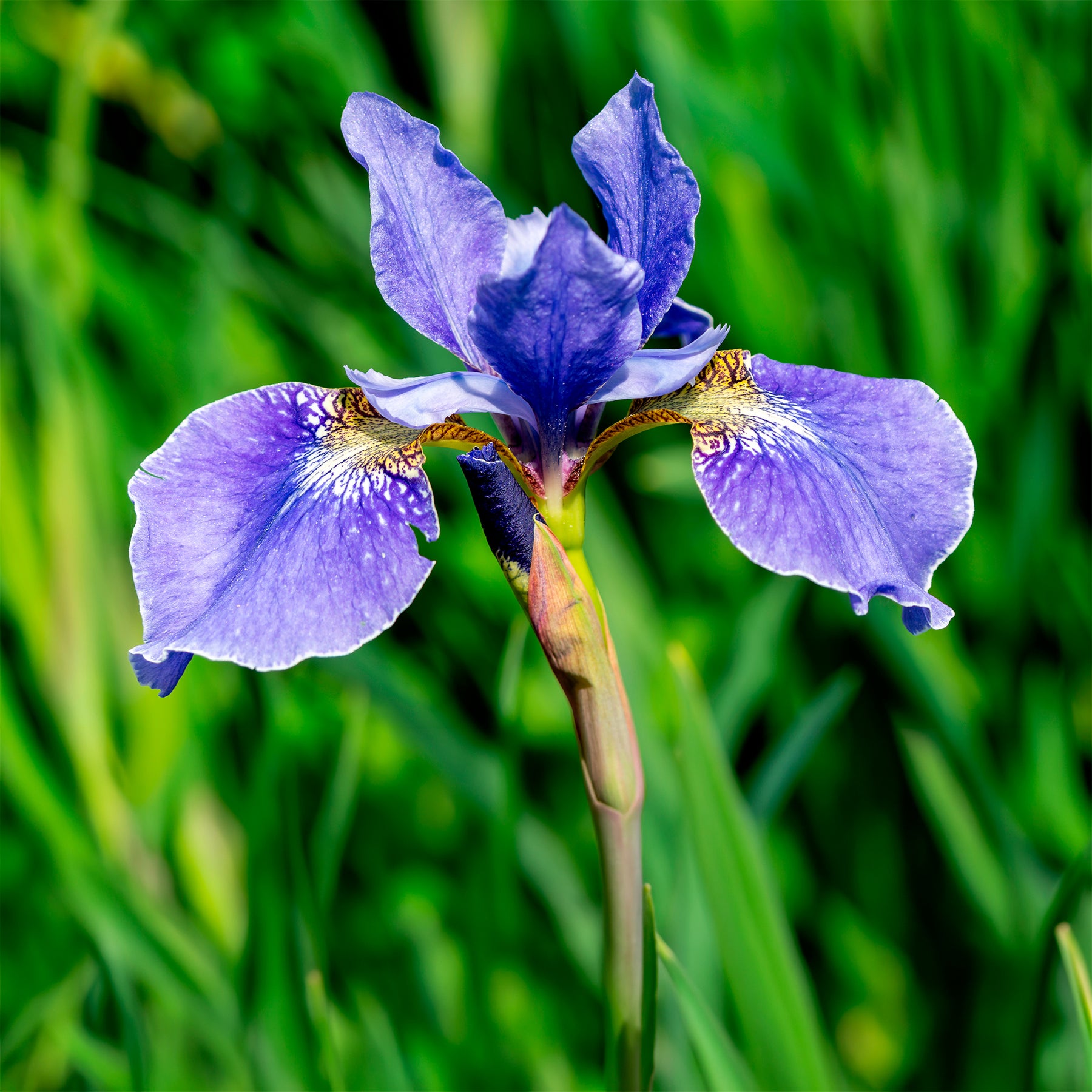 Plantes de bassins - Iris versicolor - Iris versicolor