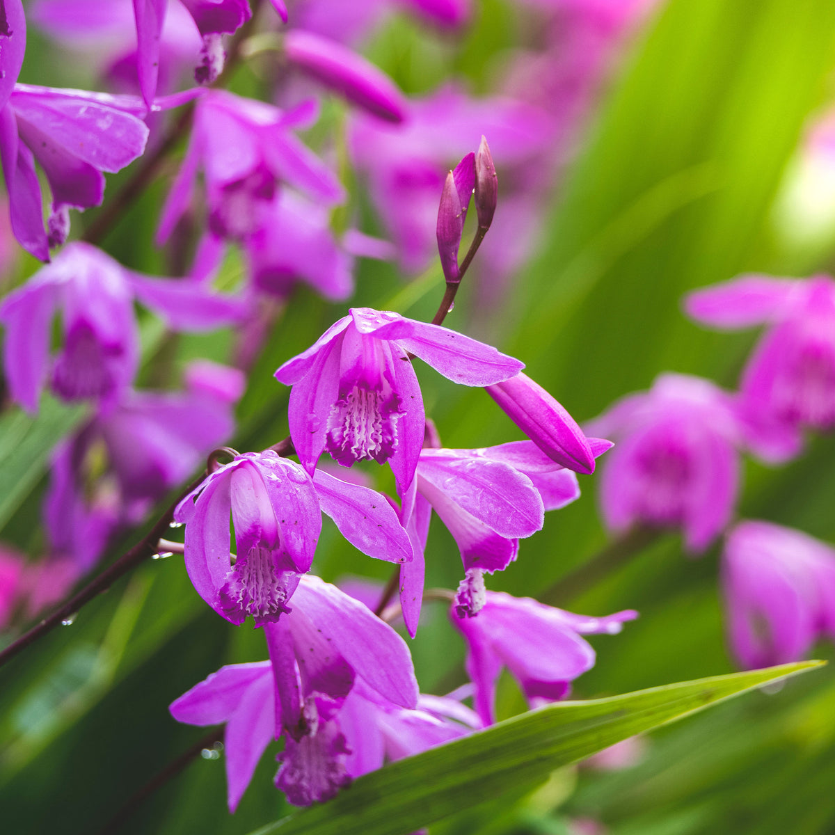 Orchidée Jacinthe - Bletilla striata - Willemse