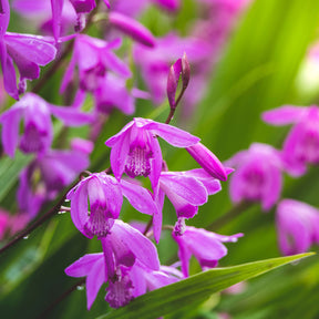 Orchidée Jacinthe - Bletilla striata - Willemse