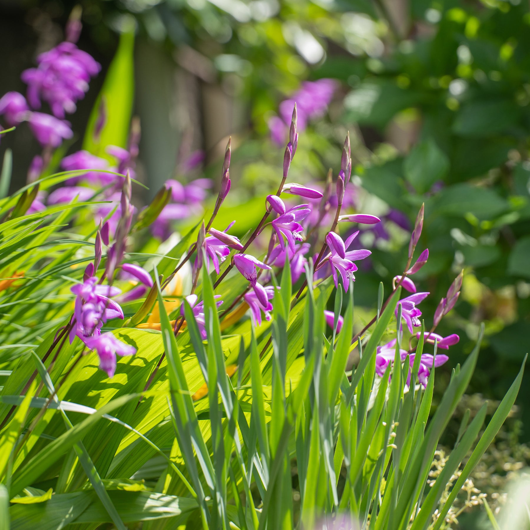 Vente Orchidée Jacinthe - Bletilla striata