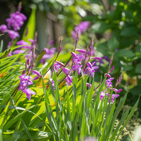 Vente Orchidée Jacinthe - Bletilla striata