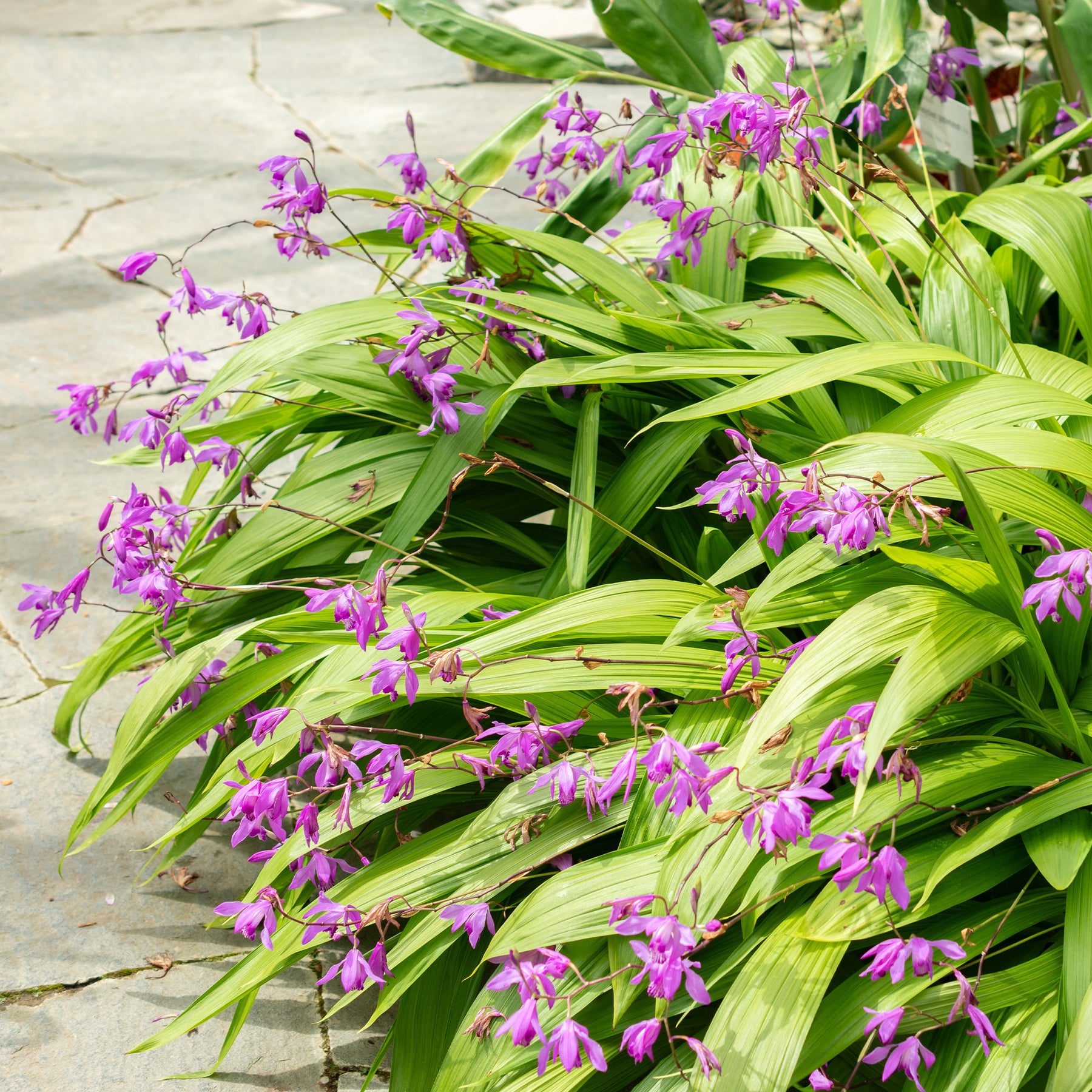 Orchidée Jacinthe - Bletilla striata - Bletilla striata - Willemse