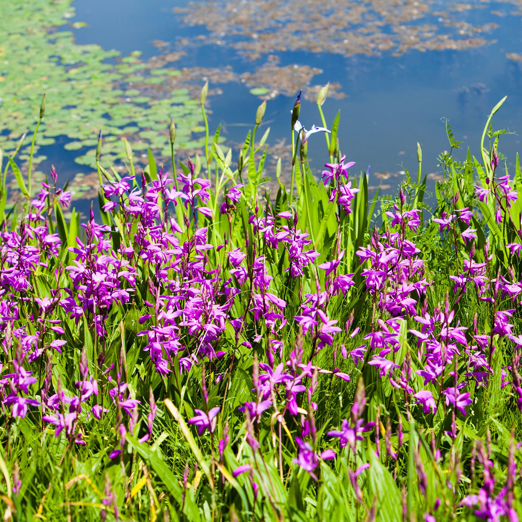 Bletilla striata - Orchidée Jacinthe - Bletilla striata - Plantes de berges