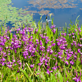 Bletilla striata - Orchidée Jacinthe - Bletilla striata - Plantes de berges