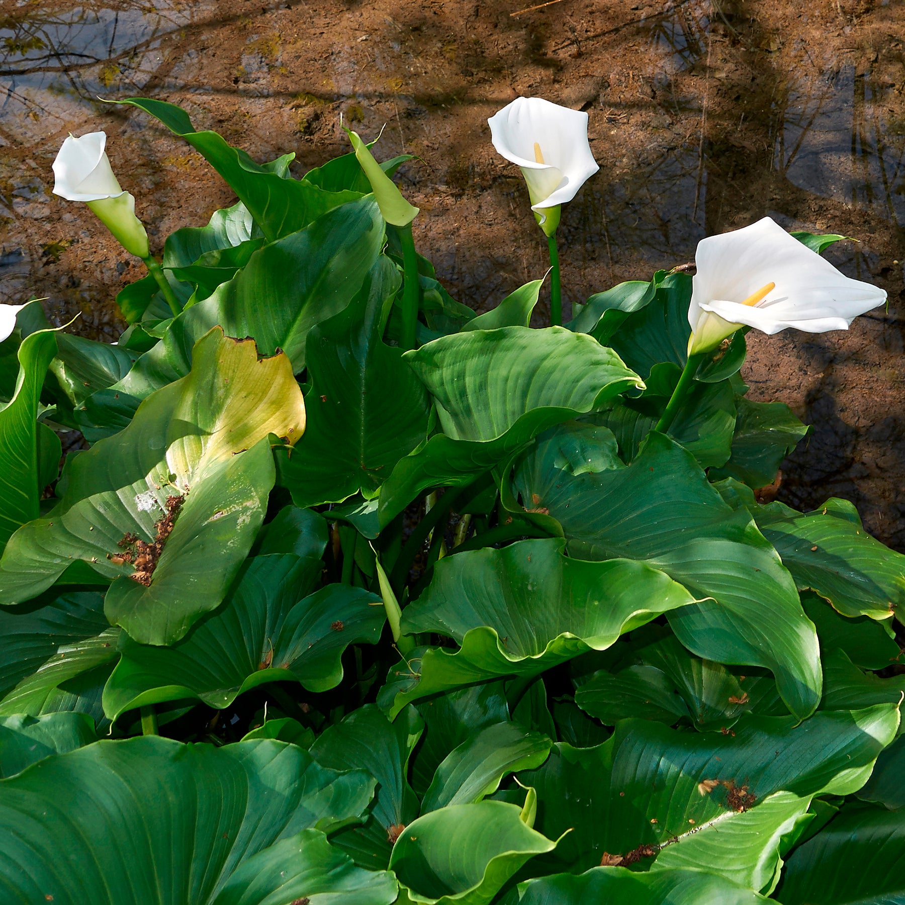 Vente Arum blanc - Calla - Zantedeschia aethiopica
