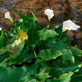 Vente Arum blanc - Calla - Zantedeschia aethiopica