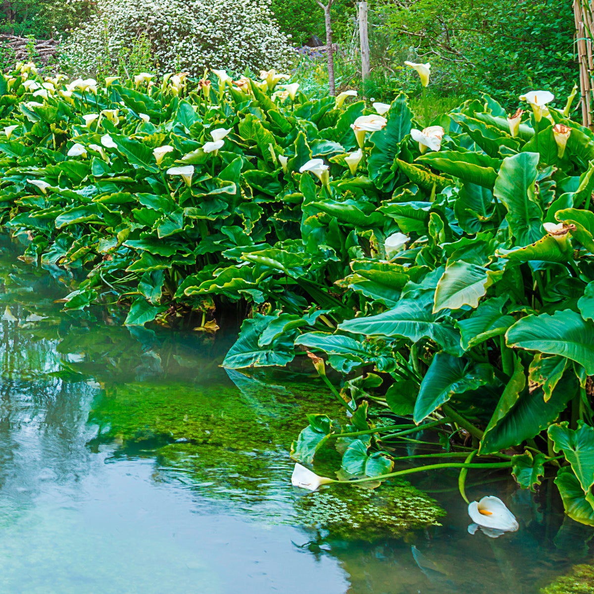Arum blanc - Calla - Willemse