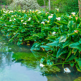 Arum blanc - Calla - Willemse