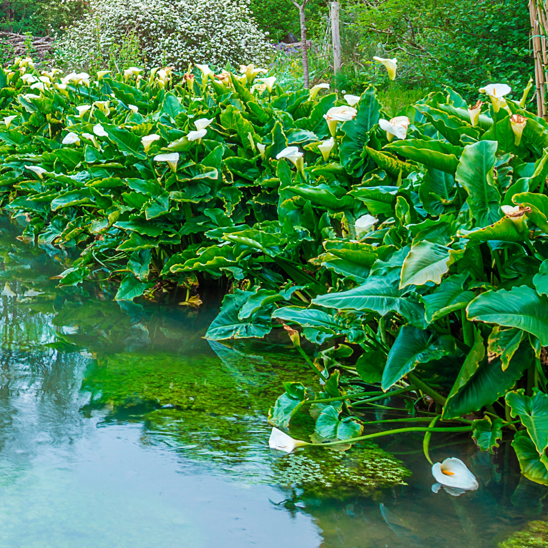 Arum blanc - Calla - Willemse