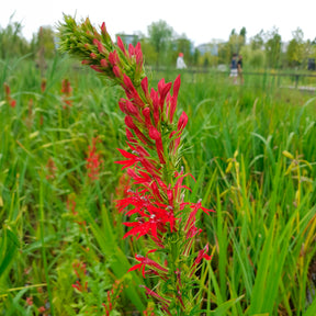 Lobelia cardinalis - Lobelia cardinale - Lobelia