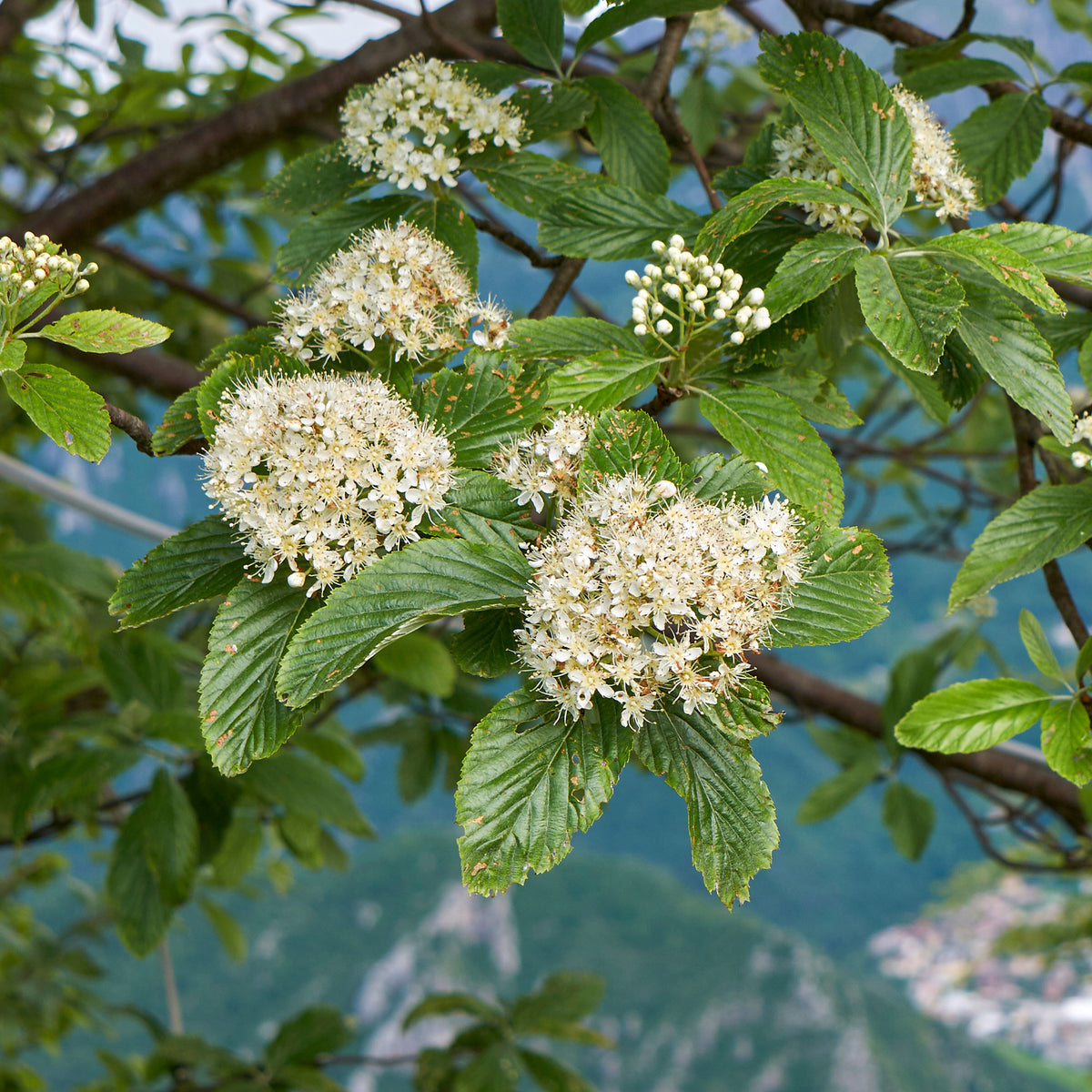 Viorne lantane - Viburnum lantana - Willemse