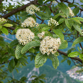 Viorne lantane - Viburnum lantana - Willemse