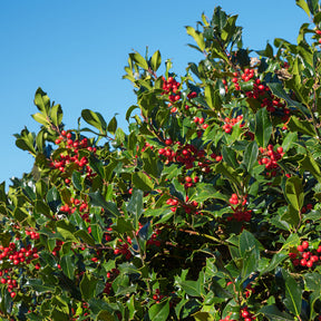 Houx commun - Ilex aquifolium - Willemse