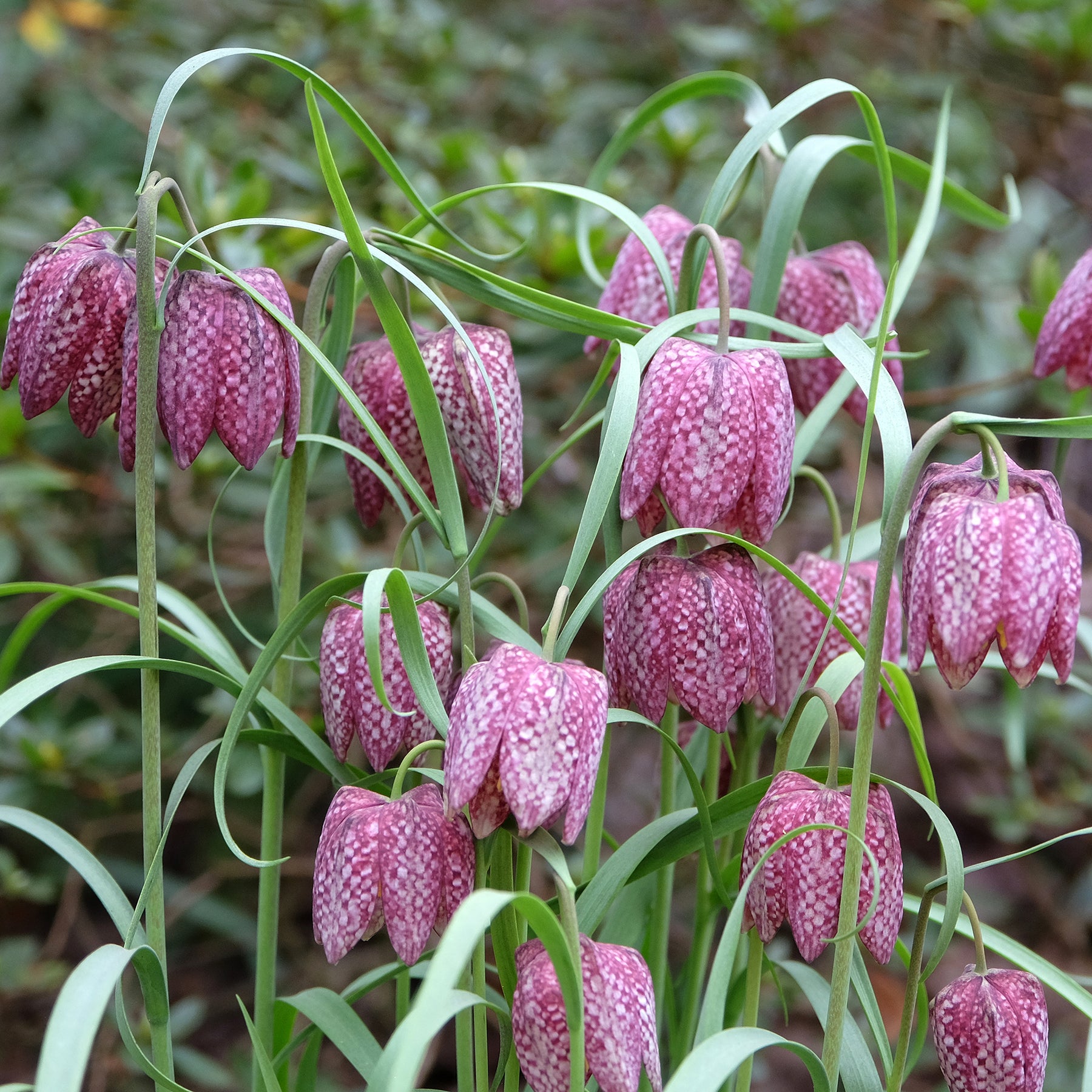 30 Fritillaires pintade en mélange
