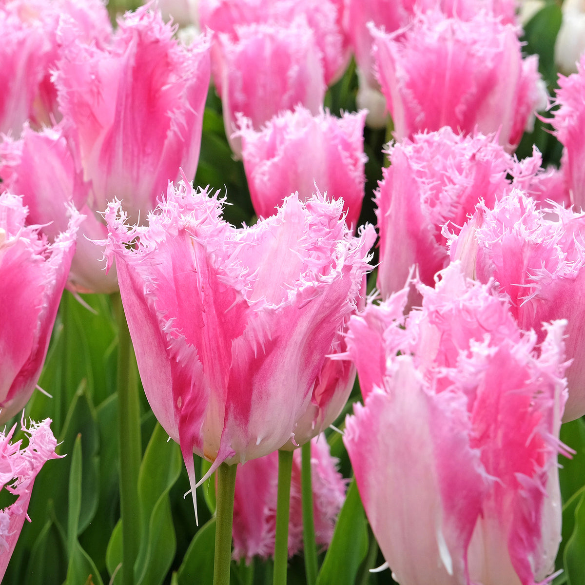 20 Tulipes frangées Huis ten Bosch