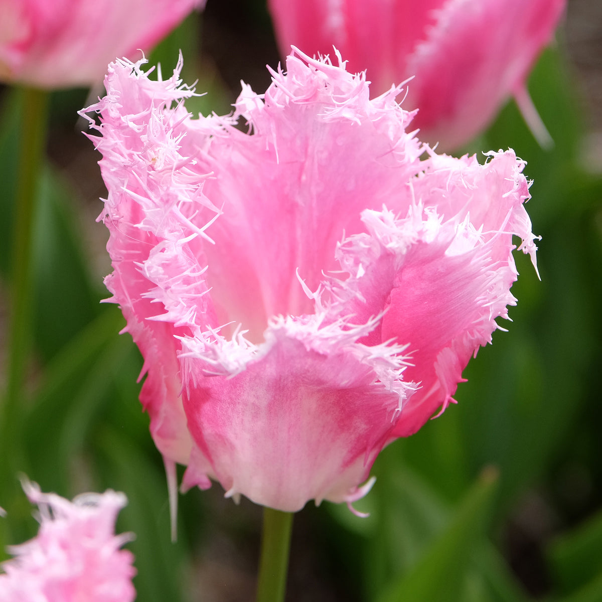 20 Tulipes frangées Huis ten Bosch