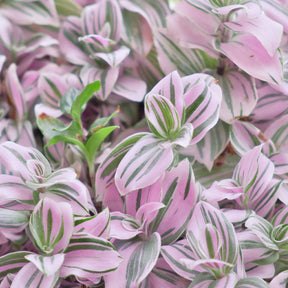 Plantes vertes - Misère à fleurs blanches Nanouk - Tradescantia Nanouk
