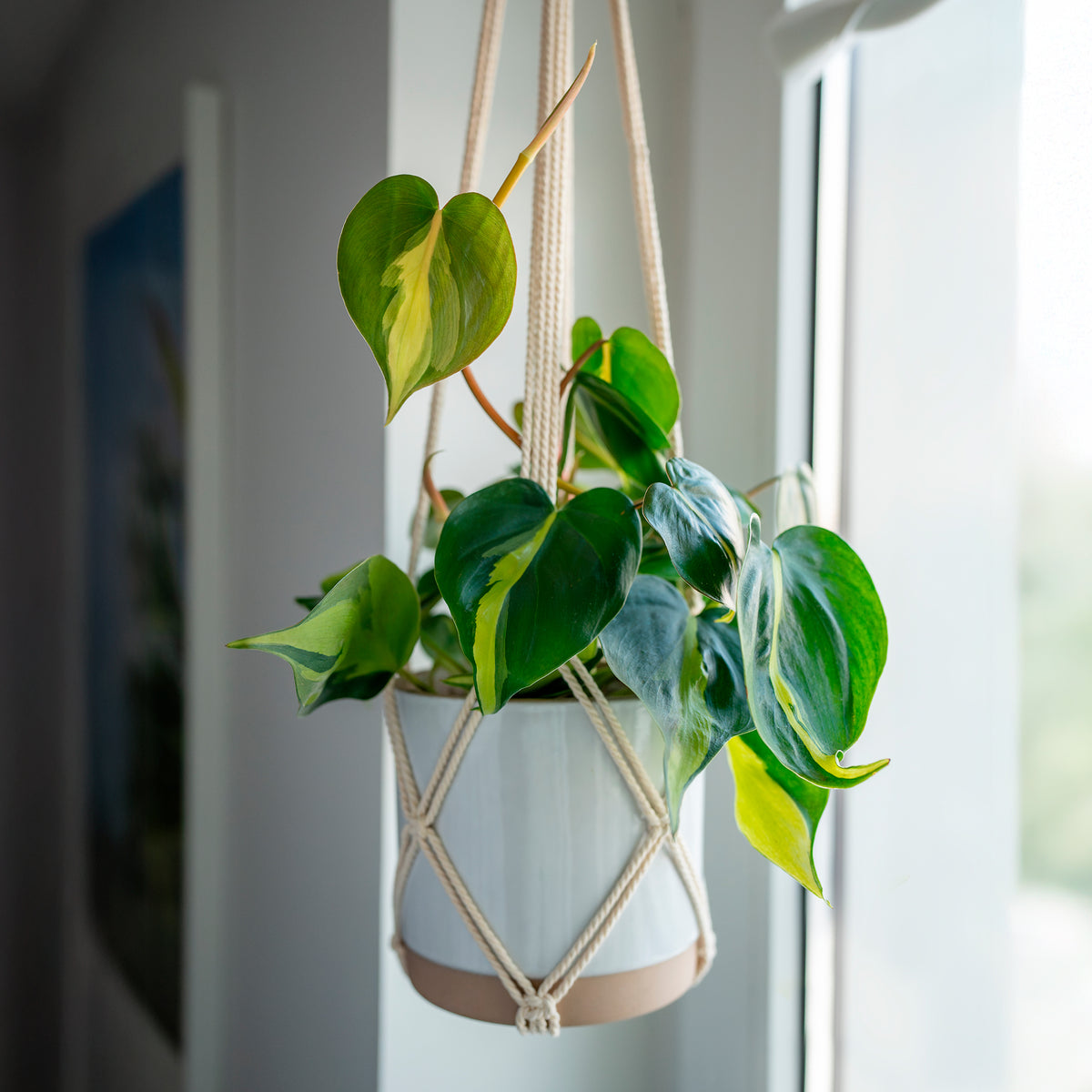philodendron atom entretien Philodendron Monstera Atom compact facile en pot