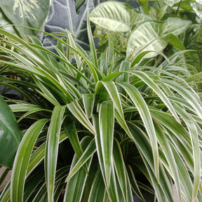 Chlorophytum comosum Ocean - Phalangère Ocean - Plantes vertes