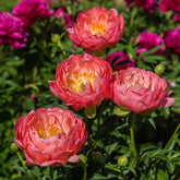 Pivoine Coral Charm - Willemse