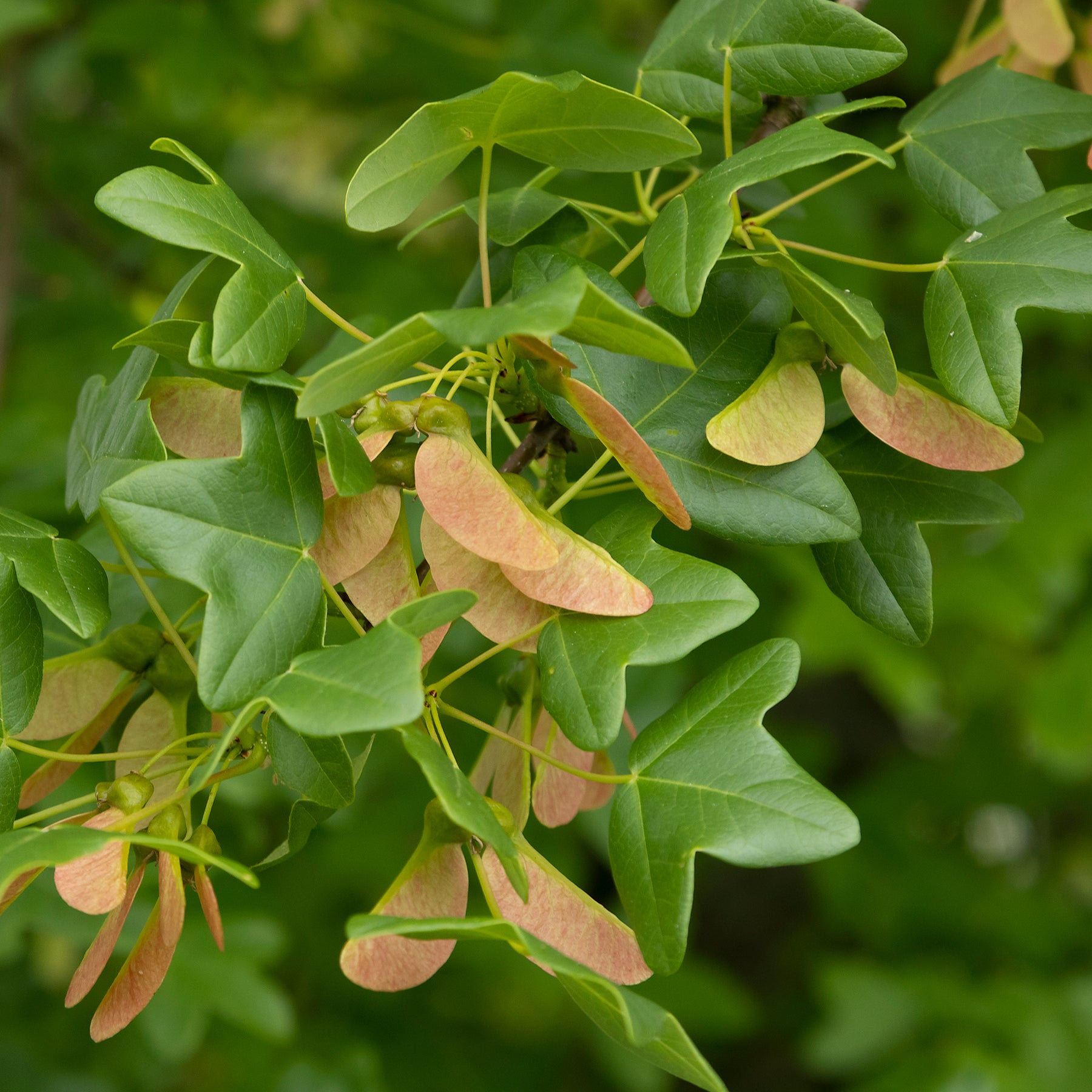 Vente Erable de Montpellier - Acer monspessulanum