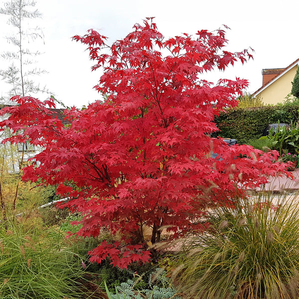 Acer palmatum rouge | Achat, Vente en ligne - Willemse