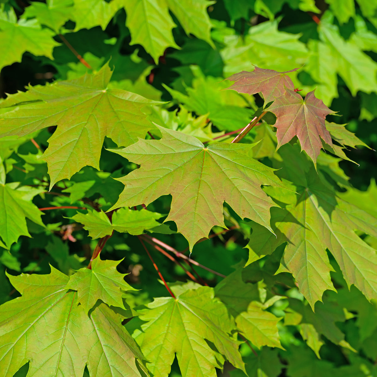 Erable - Erable plane - Acer platanoides