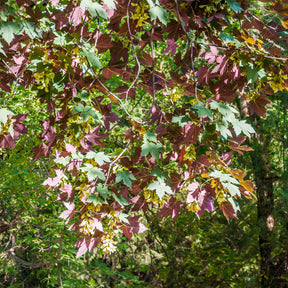 Erable sycomore Atropurpureum - Acer pseudoplatanus Atropurpureum - Willemse