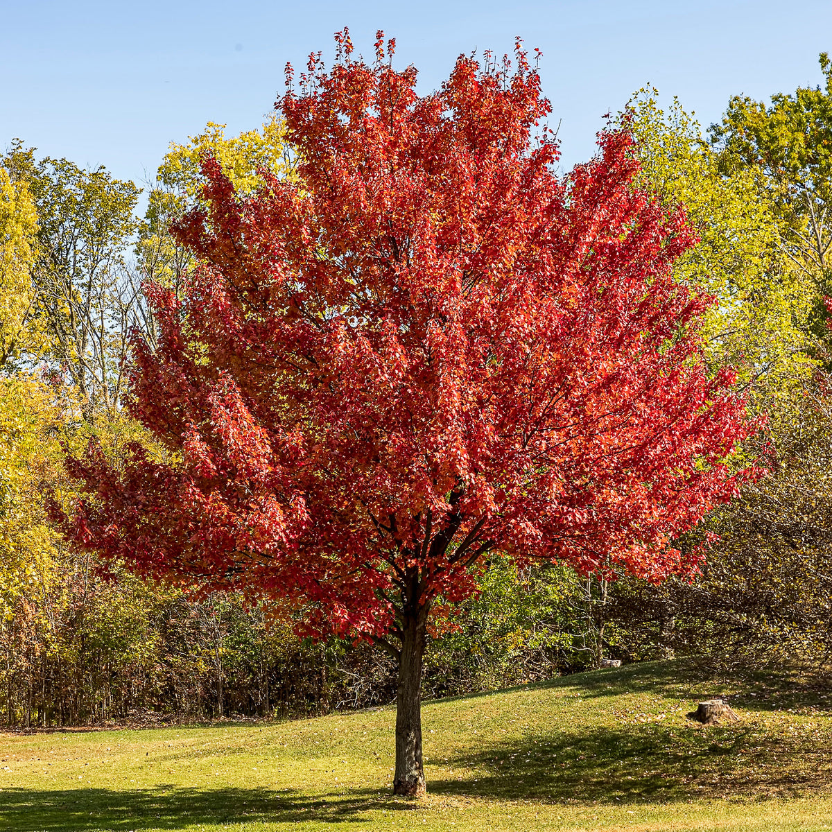 Erable argenté - Willemse