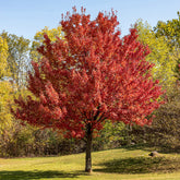 Erable argenté - Willemse