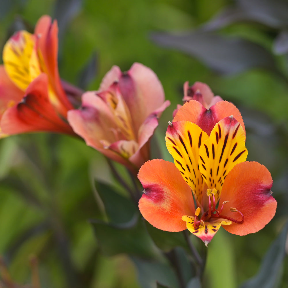 Bulbes de alstroemère pour floraison durable | Willemse