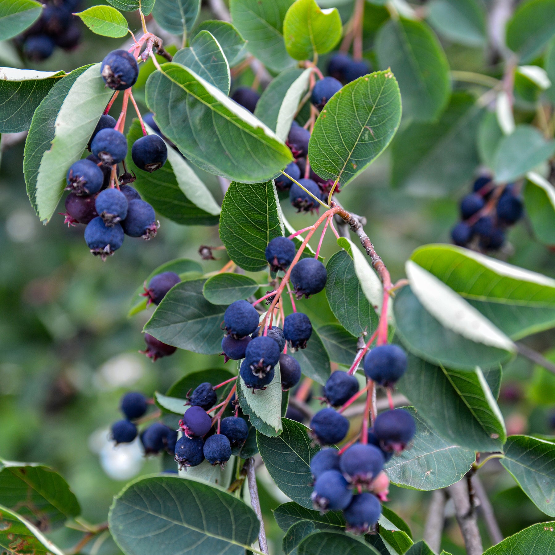 Amelanchier rotundifolia - Amélanchier des Bois - Amélanchier