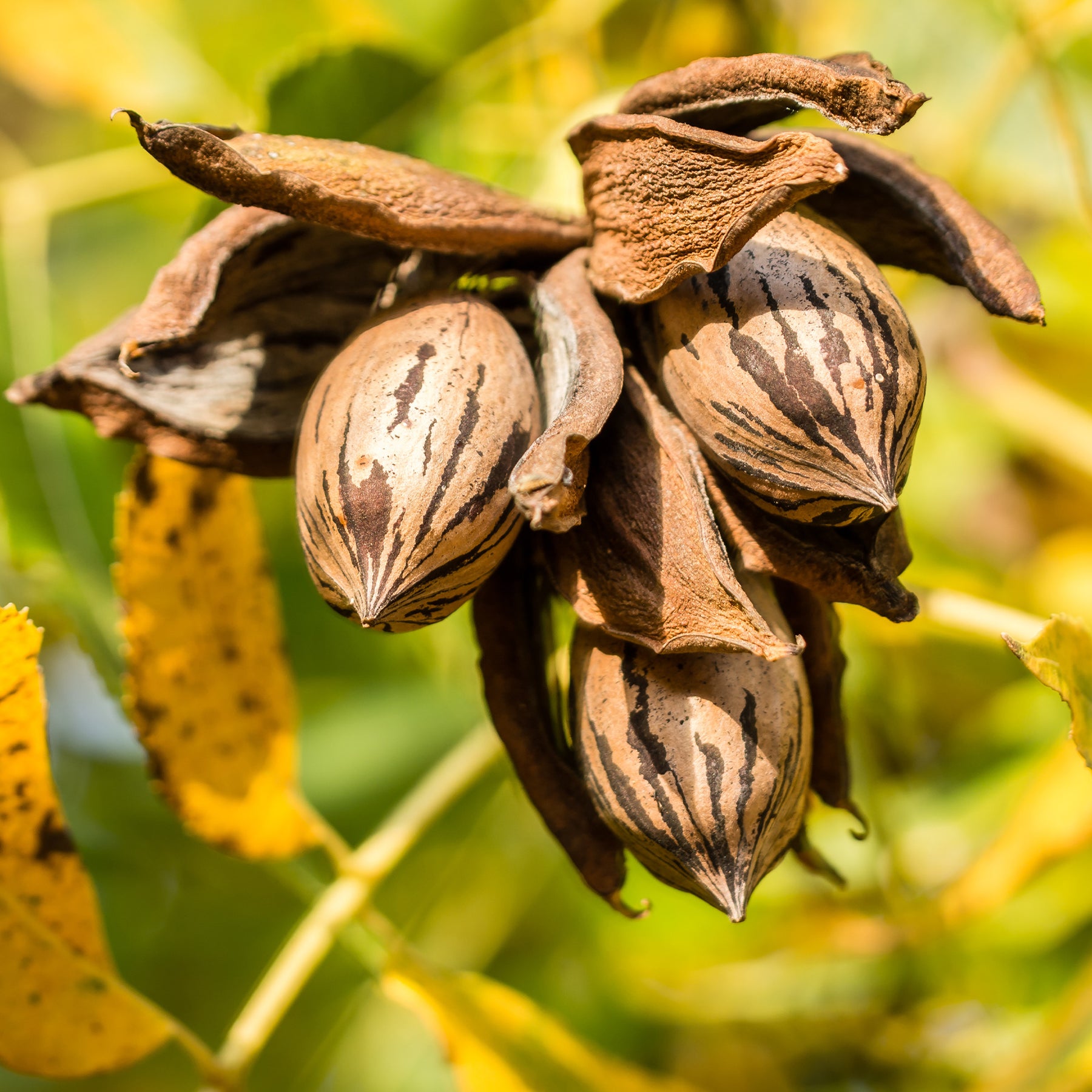 Arbres fruitiers exotiques - Pacanier - Carya illinoinensis