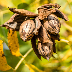 Arbres fruitiers exotiques - Pacanier - Carya illinoinensis