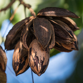 Vente Pacanier - Carya illinoinensis