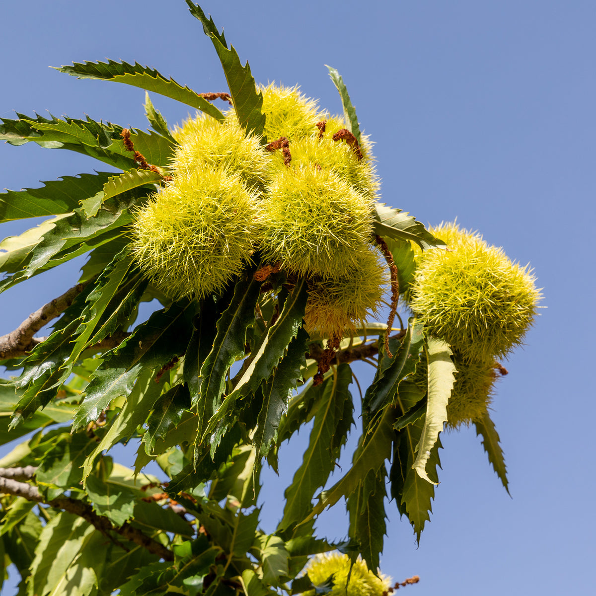 Châtaignier Marsol - Castanea sativa Marsol - Willemse
