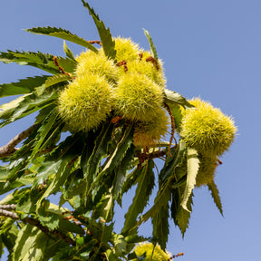 Châtaignier Marsol - Castanea sativa Marsol - Willemse
