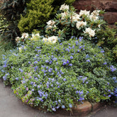 Céanothe Yankee point - Lilas de californie - Willemse